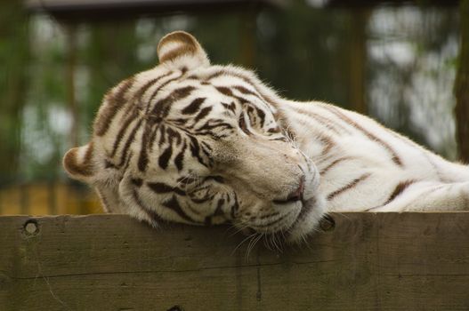 White tiger sleeping on a wooden fence