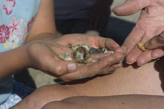 Mother and childes hand choosing sea shell