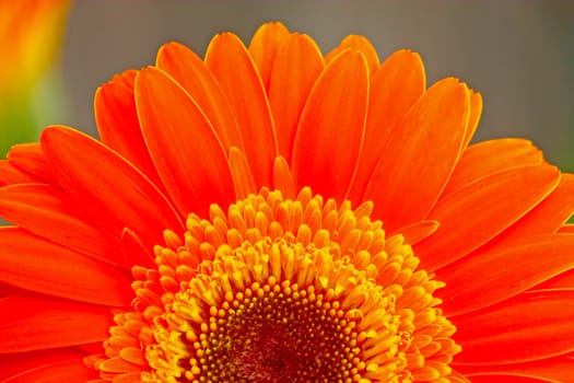 Flower of an orange gerber close-up