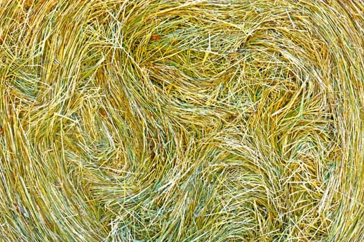 Hay from freshly cut grass, close up