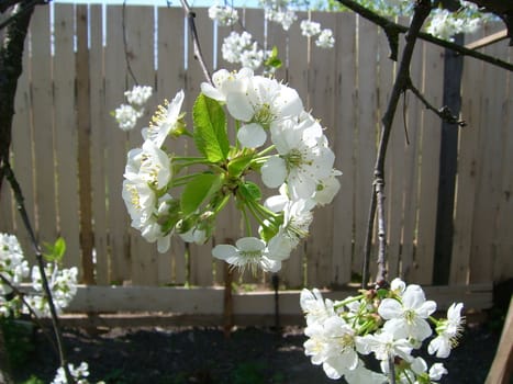 spring of Belarus