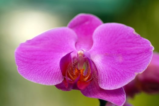 Pink orchid