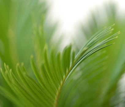 abstract green palm leaf background soft focused