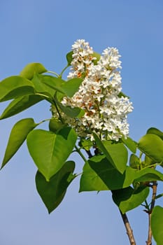 flower of white lilac in sunny spring day