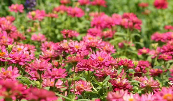 Zinnia flowers garden