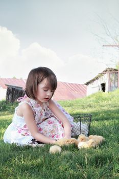 Little girl watching young yellow chicks  with chicken coop and barn in far background. Extreme shallow depth of field. 