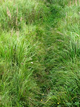 Narrow footpath in green grass across the meadow