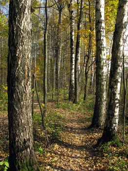 Narrow footpath between the birch trees in autumn