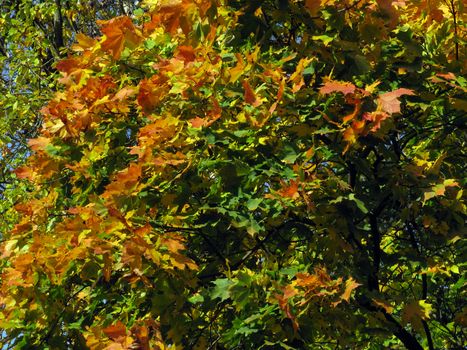 Multicolored maple foliage in autumn park