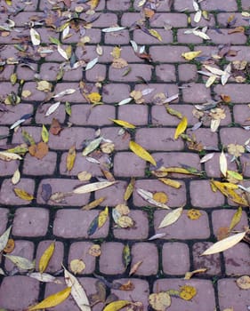 Block pavement in park, autumn fall of the leaves