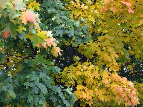 Multicolored maple background in autumn park