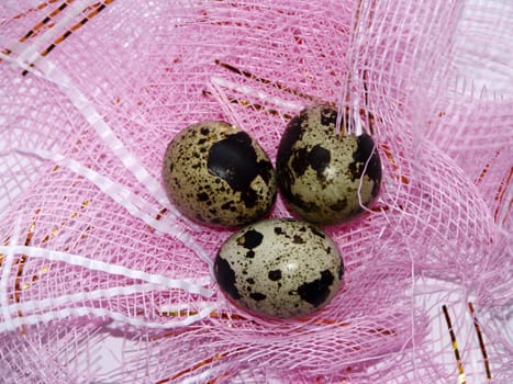 The image of eggs of a female quail on a pink background