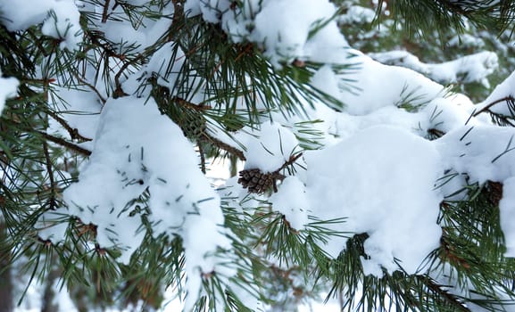 Snow-covered pine branch with small cones
