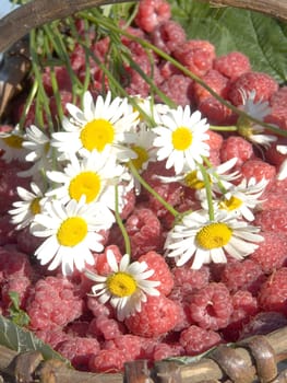 The image of a raspberry and camomile in a basket in natural illumination