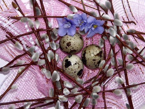 The image of eggs of a female quail, willow and violets on a pink background