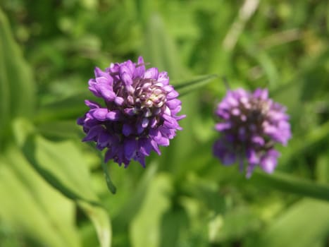 The image of two Orchis, one of which in focus, a kind with top