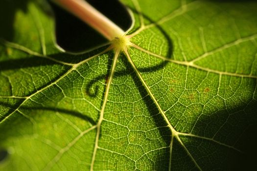 Beautiful Grape Leaf In the Morning Sun with Curly Vine Silhouette.