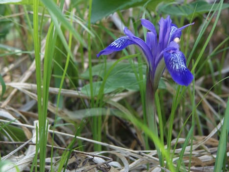 The image of a wood iris in a grass