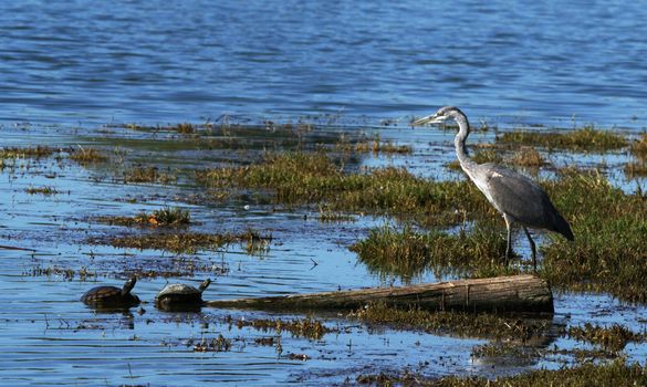 A Gray Heron and two turtles
