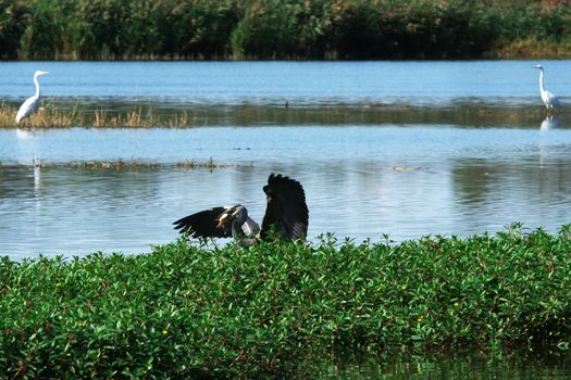 A Gray heron captured a fish in Oasi of Torrile (Parma - Italy)