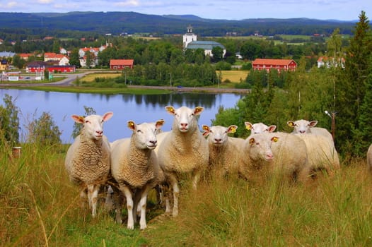 Some curious sheeps in Hälsingland, Sweden with the small community Alfta in the background.