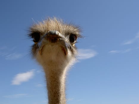 The head of an ostrich. Photo taken at an ostrich-farm in Öland, Sweden.