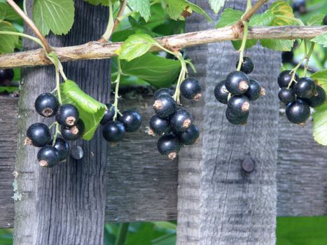 The image of a black currant on a background of a wooden fence