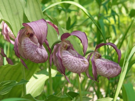 The image of three CYPRIPEDIUM, located on a diagonal in the Siberian wood