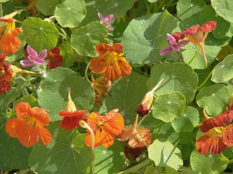 The image of a nasturtium with drops of dew on leaves