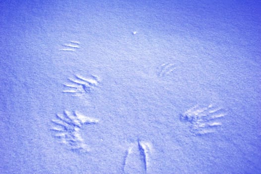 Surface of snow. 
A bird has take off.
Norway.