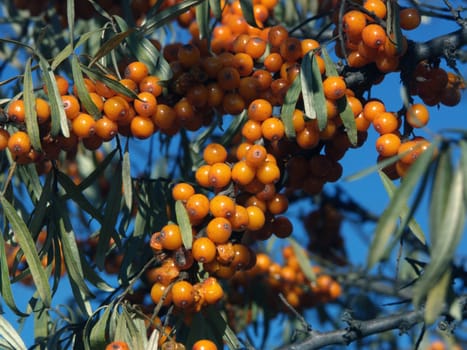 The image of berries of sea-buckthorn berries on a background of a dark blue kind