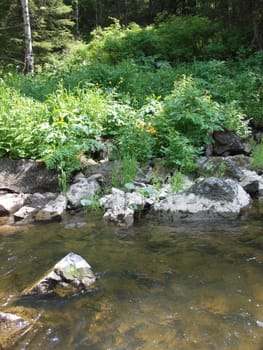 The image of a wood and small river, from under which waters act stones