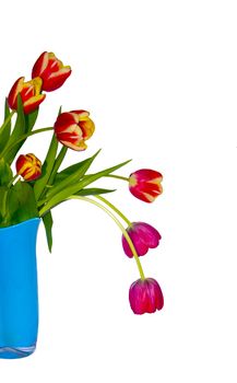 The image of a bouquet of tulips
