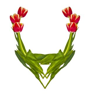 the Image of a vignette from tulips on a white background