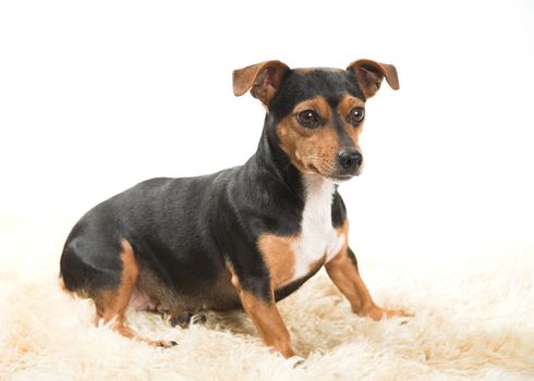 An alert terrier sitting on a sheepskin rug
