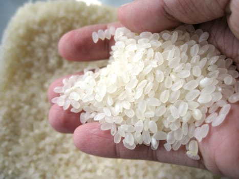 close up for a palm of rice