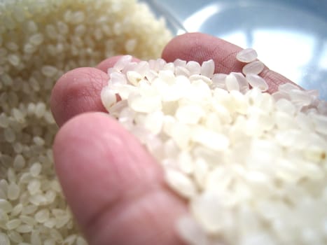 close up for a palm of rice
