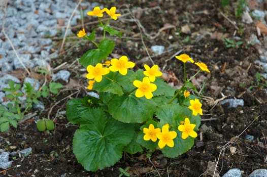 Yellow-cup or known as buttercup (Ranunculus) flower.