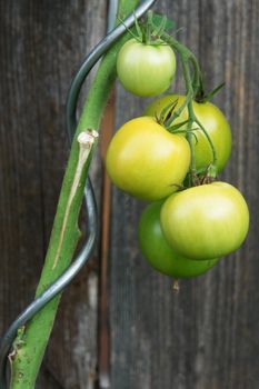 tomatoes ripening on the vine outdoors in Bavaria