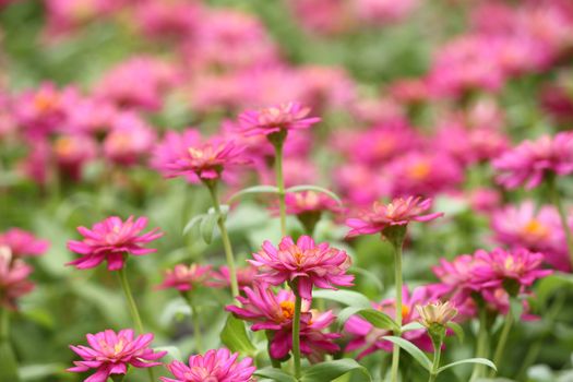 Pink zinnia flowers garden