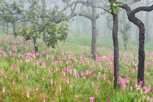 Pink field of Siam tulip at Chaiyaphum Province, Thailand.