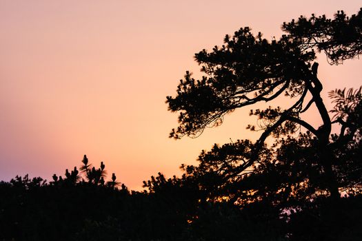 Beautiful sunrise and apline tree at Phukradung National Park, Loei, Thailand.