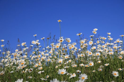 Field of daisies against bright blue sky