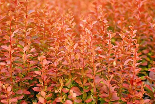 Red plants with small leafs as nature seasonal background