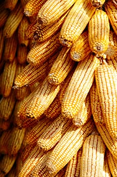 Background of corn cobs, agricultural background
