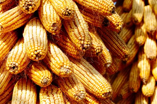 Background of corn cobs, agricultural background