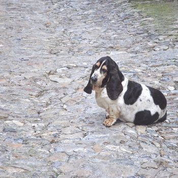 Dog scientific name Animalia Chordata Mammalia Carnivora Canidae Canis lupus familiaris