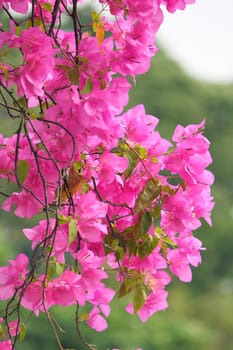 Pink blooming bougainvillea flowers