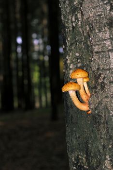 The tree mushroom growing on trunk of a birch