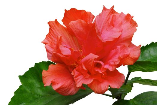 Blooming pink hibiscus isolated on a white background